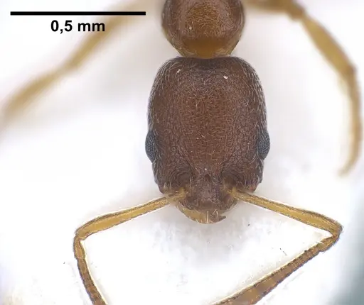 Cardiocondyla venustula specimen ANTWEB1041254 image antweb1041254_3