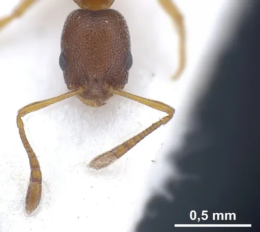 Cardiocondyla venustula specimen ANTWEB1041254 image antweb1041254_4