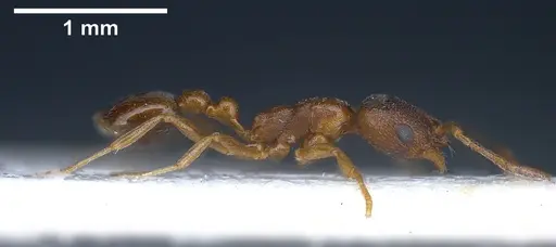 Cardiocondyla venustula specimen ANTWEB1041254 image antweb1041254_5