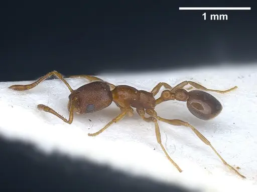 Cardiocondyla venustula specimen ANTWEB1041254 image antweb1041254_6