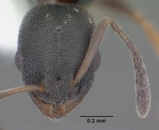 Cardiocondyla venustula specimen CASENT0103746 image casent0103746_2