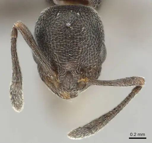 Cardiocondyla venustula specimen CASENT0256430 image casent0256430_3