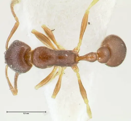 Cardiocondyla venustula specimen FOCOL1607 image focol1607_1