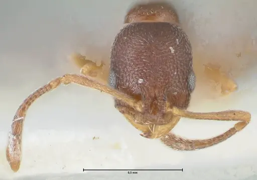 Cardiocondyla venustula specimen FOCOL1607 image focol1607_2