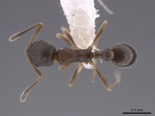Cardiocondyla venustula specimen JTLC000007488 image jtlc000007488_1