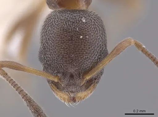 Cardiocondyla venustula specimen JTLC000007488 image jtlc000007488_2