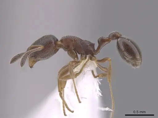 Cardiocondyla venustula specimen JTLC000007488 image jtlc000007488_3