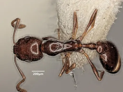 Cardiocondyla verdensis specimen ANTWEB1048546 image antweb1048546_1