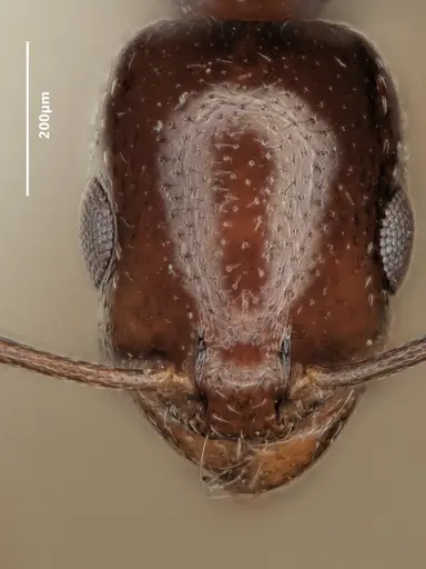 Cardiocondyla verdensis specimen ANTWEB1048546 image antweb1048546_2