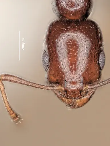 Cardiocondyla verdensis specimen ANTWEB1048546 image antweb1048546_3