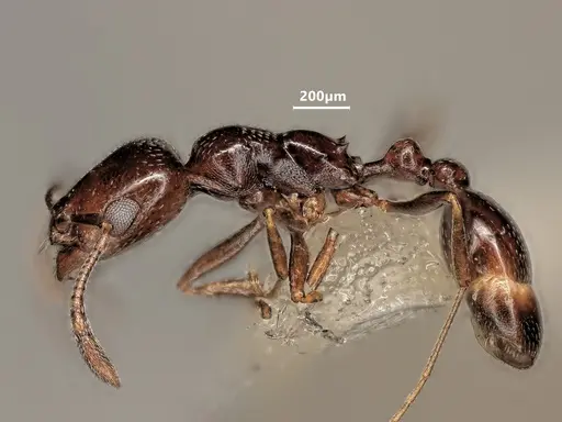 Cardiocondyla verdensis specimen ANTWEB1048546 image antweb1048546_4