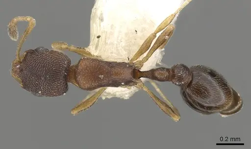 Cardiocondyla weserka specimen CASENT0901748 image casent0901748_1