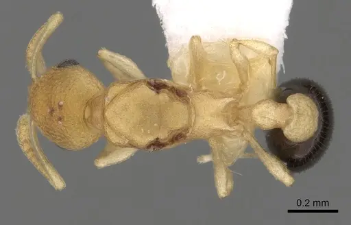 Cardiocondyla wheeleri specimen CASENT0281808 image casent0281808_1