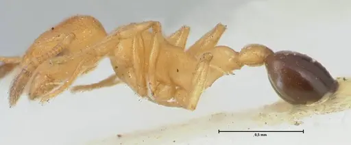 Cardiocondyla wheeleri specimen FOCOL1613 image focol1613_3