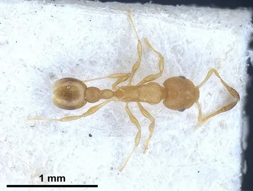 Cardiocondyla wroughtonii specimen ANTWEB1041255 image antweb1041255_1