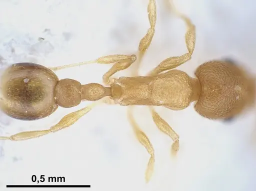 Cardiocondyla wroughtonii specimen ANTWEB1041255 image antweb1041255_2