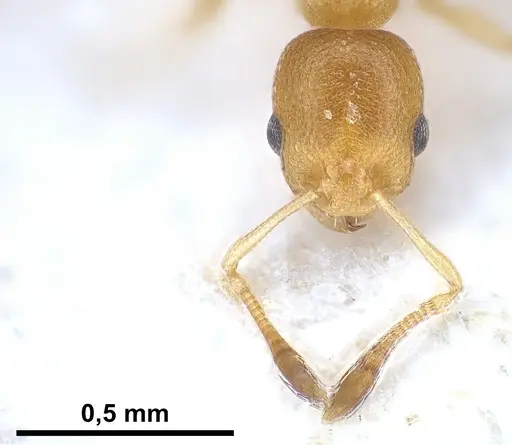 Cardiocondyla wroughtonii specimen ANTWEB1041255 image antweb1041255_3
