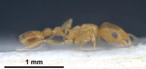 Cardiocondyla wroughtonii specimen ANTWEB1041255 image antweb1041255_4