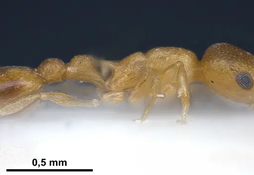 Cardiocondyla wroughtonii specimen ANTWEB1041255 image antweb1041255_5