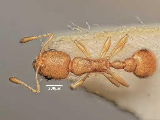 Cardiocondyla wroughtonii specimen ANTWEB1048547 image antweb1048547_1