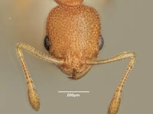 Cardiocondyla wroughtonii specimen ANTWEB1048547 image antweb1048547_2