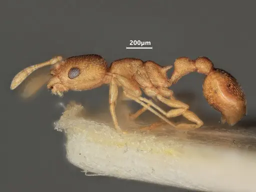 Cardiocondyla wroughtonii specimen ANTWEB1048547 image antweb1048547_4