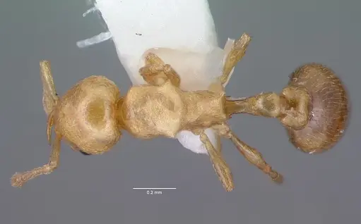 Cardiocondyla wroughtonii specimen CASENT0000503 image casent0000503_1