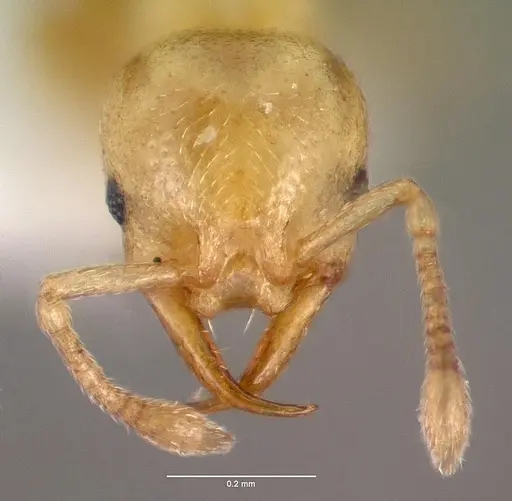 Cardiocondyla wroughtonii specimen CASENT0000503 image casent0000503_2