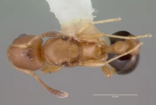 Cardiocondyla wroughtonii specimen CASENT0009245 image casent0009245_1