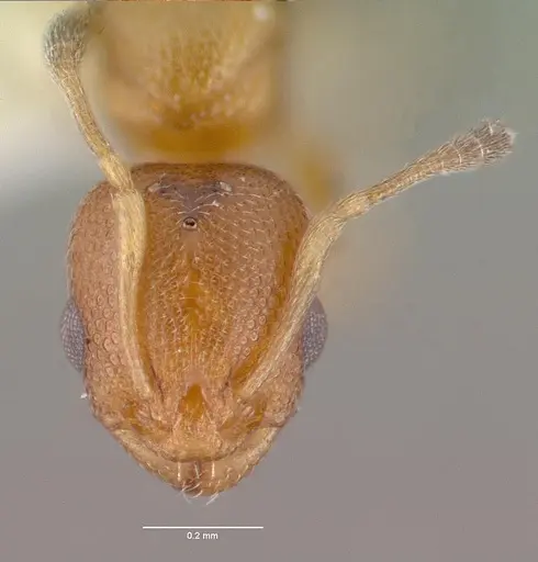 Cardiocondyla wroughtonii specimen CASENT0009245 image casent0009245_2