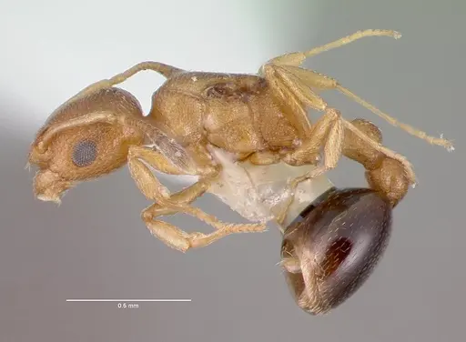 Cardiocondyla wroughtonii specimen CASENT0009245 image casent0009245_3