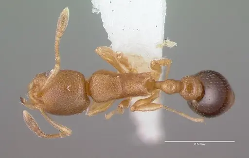 Cardiocondyla wroughtonii specimen CASENT0009246 image casent0009246_1