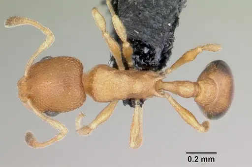 Cardiocondyla wroughtonii specimen CASENT0060052 image casent0060052_1