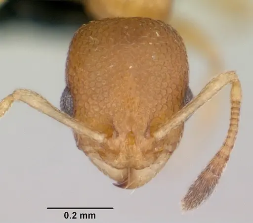 Cardiocondyla wroughtonii specimen CASENT0060052 image casent0060052_2