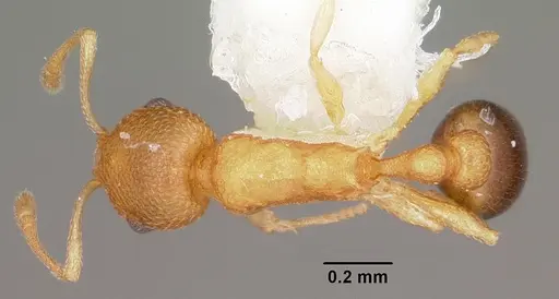 Cardiocondyla wroughtonii specimen CASENT0102969 image casent0102969_1
