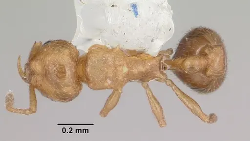 Cardiocondyla wroughtonii specimen CASENT0103168 image casent0103168_1