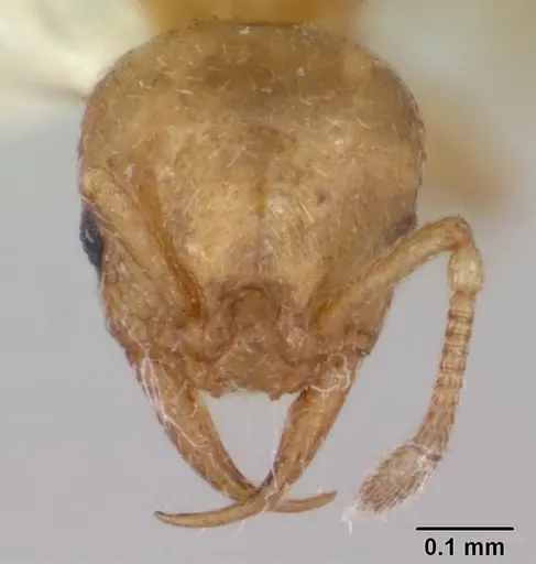 Cardiocondyla wroughtonii specimen CASENT0103168 image casent0103168_2