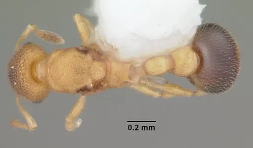 Cardiocondyla wroughtonii specimen CASENT0103749 image casent0103749_1