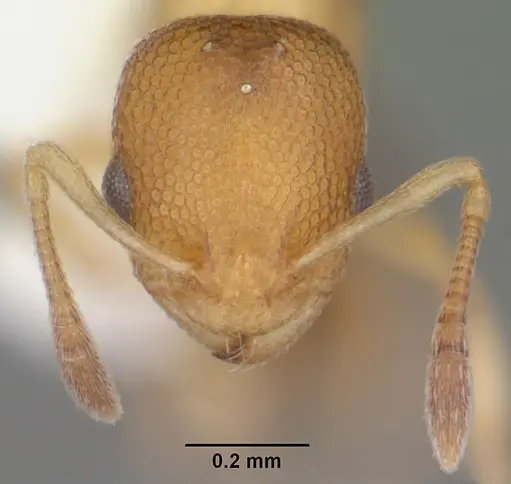 Cardiocondyla wroughtonii specimen CASENT0103749 image casent0103749_2