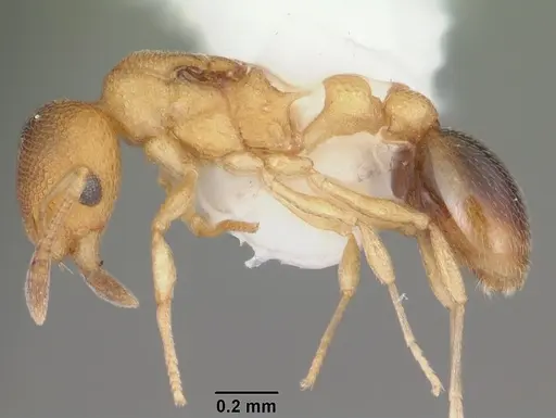 Cardiocondyla wroughtonii specimen CASENT0103749 image casent0103749_3