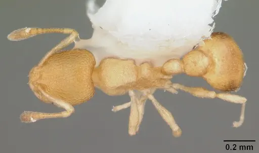 Cardiocondyla wroughtonii specimen CASENT0103750 image casent0103750_1