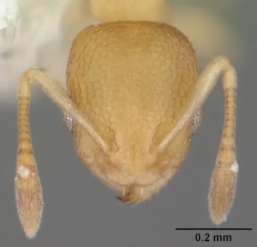 Cardiocondyla wroughtonii specimen CASENT0103750 image casent0103750_2