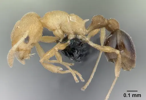 Cardiocondyla wroughtonii specimen CASENT0133506 image casent0133506_3