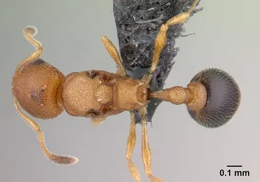 Cardiocondyla wroughtonii specimen CASENT0147012 image casent0147012_1