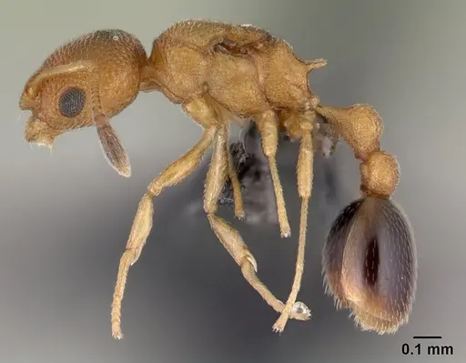 Cardiocondyla wroughtonii specimen CASENT0147012 image casent0147012_3