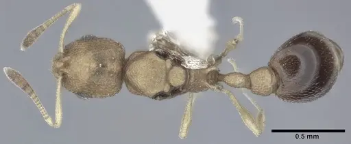Cardiocondyla wroughtonii specimen CASENT0246601 image casent0246601_1