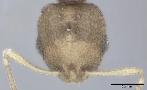 Cardiocondyla wroughtonii specimen CASENT0246601 image casent0246601_2