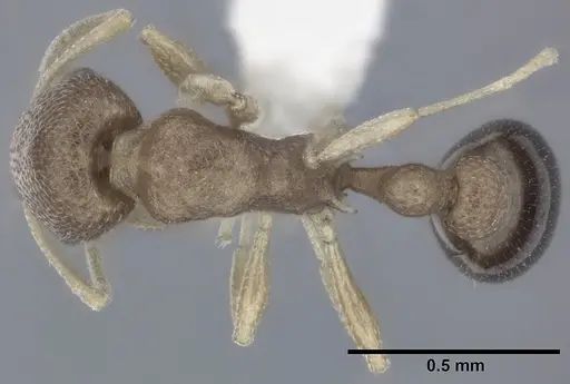 Cardiocondyla wroughtonii specimen CASENT0246602 image casent0246602_1
