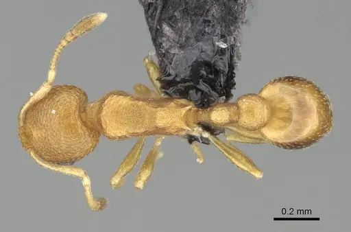 Cardiocondyla wroughtonii specimen CASENT0474550 image casent0474550_1