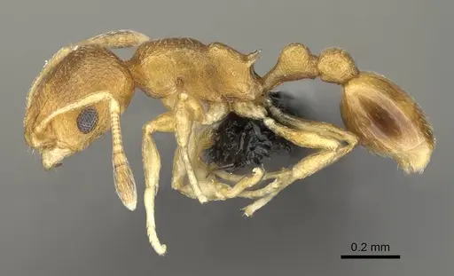 Cardiocondyla wroughtonii specimen CASENT0474550 image casent0474550_3